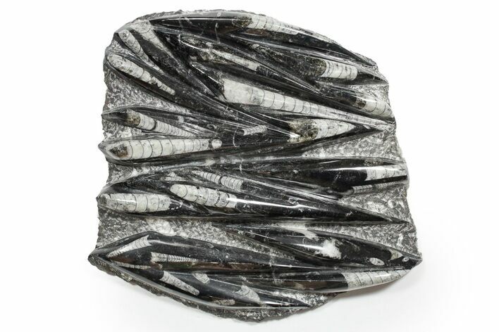 Polished Fossil Orthoceras (Cephalopod) Plate - Morocco #352286